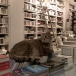 Τραμπ: «Άγνωστο» αν θα επικαλεστεί τον Νόμο περί Ανταρσίας για ανάπτυξη στρατού σε πόλεις