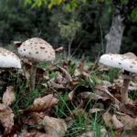 Πέθανε σε ηλικία 80 ετών ο σχεδιαστής μόδας Πολ Κοστέλο – Ήταν ο προσωπικός σχεδιαστής της πριγκίπισσας Νταϊάνα