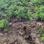 All in… στο Black από την interwetten!