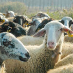 Η Σόφια κέρδισε αναστολή των βρετανικών κυρώσεων σε διυλιστήρια