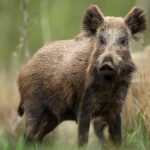 Μητροπολίτης Πειραιώς Σεραφείμ: «Η Πολιτεία ευθύνεται για τον ευτελισμό του Ιερατικού Σχήματος»