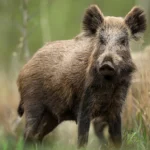 Σαν σήμερα 4 Νοεμβρίου: Ο Μπαράκ Ομπάμα γίνεται ο πρώτος Αφροαμερικανός πρόεδρος των ΗΠΑ