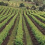 Πετρούπολη: Καθηγήτρια γυμνασίου έπιασε μαθητή από τον λαιμό και τον έσερνε από την κουκούλα