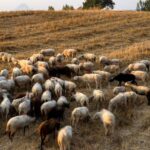 Η OPAP Investment Limited προτιμητέος επενδυτής για την παραχώρηση των Κρατικών Λαχείων