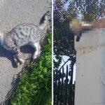 ΔΕΗ: Ισχυρή κερδοφορία, ράλι επενδύσεων και πορεία προς τα 2 δισ. EBITDA – Το «στοίχημα» της καθαρής ενέργειας και των δικτύων