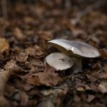 Σαν σήμερα 30 Νοεμβρίου: Ο δικτάτορας Πάγκαλος απαγορεύει τις κοντές φούστες