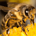 Ένας χρόνος χωρίς τον Βαρδή Βαρδινογιάννη – Εκδήλωση τιμής στο Μέγαρο Μουσικής Αθηνών