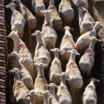 Από σήμερα η προκαταβολή της βασικής ενίσχυσης – «Κουρεμένα» τα ποσά και χιλιάδες αγρότες εκτός πληρωμών