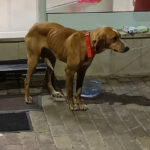 Η Ελλάδα έχει τις διπλάσιες διανυκτερεύσεις σε Airbnb καταλύματα σε όλη την Ευρώπη