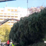 Με οξεία ηπατική ανεπάρκεια ζευγάρι που έφαγε μανιτάρια – Πάει στη Ρώμη για μεταμόσχευση η γυναίκα, θα μεταφερθεί και ο άνδρας