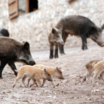 Με σύγχρονα ιατροτεχνολογικά μηχανήματα εξοπλίζεται το νοσοκομείο «Γ. Παπανικολάου» στη Θεσσαλονίκη