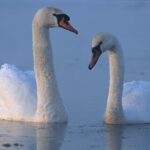 Most Common Greek Gestures and Their Meaning