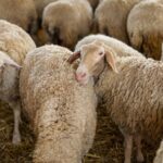 Η ΑΕΚ είναι η πιο φορμαρισμένη ομάδα στον κόσμο πίσω από την Αλ Χιλάλ