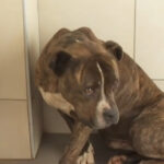 Νοσηλεύτρια κατάπιε φάρμακο, αντί να το δώσει σε ασθενή στο Σισμανόγλειο