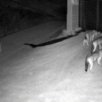 Κίνηση τώρα: «Κόκκινος» και στα δύο ρεύματα ο Κηφισός – Προβλήματα στην κυκλοφορία των οχημάτων στην Αττική Οδό