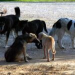 ΕΟΦ: Διαβεβαιώνει ο οργανισμός – Δεν υπάρχει θεραπευτικό κενό λόγω της απόσυρσης πασίγνωστου αντιβιοτικού Αναστασία Σταματιάδου