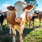 Λύκος πιάστηκε στα πράσα να κάνει βόλτα κοντά σε σπίτια χωριού στη Φθιώτιδα