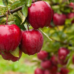 Τα νέα όπλα του διαβήτη για το 2026 Κατερίνα Θεοδωροπούλου