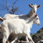 ΑΑΔΕ: Νέα ψηφιακή εφαρμογή για συμβάσεις δικηγόρων με τους πελάτες τους