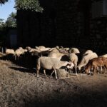 Εκδήλωση του Εθνικού Μουσείου Φυσικής Ιστορίας Γουλανδρή: «Προστατεύοντας τη φύση σε έναν κόσμο που αλλάζει»