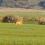 Σε επιφυλακή τα Δωδεκάνησα και οι Κυκλάδες μετά τα κρούσματα αφθώδους πυρετού στην Τουρκία και στα κατεχόμενα της Κύπρου