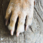 Ελληνική Λύση: Όταν είσαι τραμπούκος επί έξι χρόνια, δεν μπορείς να μιλάς για τραμπούκους