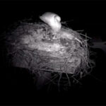 Με το θωρηκτό «Αβέρωφ» και την τριήρη στα πλευρά της, θα εισέλθει αύριο στον ναύσταθμο της Σαλαμίνας η νεότευκτη φρεγάτα «Κίμων»