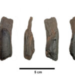 Η άγνωστη επίσκεψη του Πολ Νιούμαν στην Ελλάδα – Σπάνια φωτογραφία από το 1962