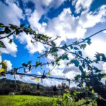 Αρκάς: Mια νέα καλημέρα με ένα όμορφο Σαββατοκύριακο