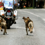 Θεσπρωτία: Πλημμύρισαν καταστήματα σε Σύβοτα και Σαγιάδα [εικόνες]