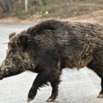 Θλίψη στην Άρτα για τον θάνατο 35χρονης που μόλις είχε γεννήσει – Πρόλαβε να ειδοποιήσει τον σύζυγό της πριν πεθάνει