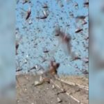 Γαλλία: Έρευνα για sex trafficking, α λα Έπσταϊν – Στο στόχαστρο ο Μοχάμεντ Αλ Φαγέντ και ο αδελφός του