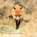 Μυστήριο με τον αγνοούμενο 35χρονο γιατρό στην Κρήτη: «Ενεργός» στα social media -Τι λένε φίλοι του