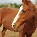 Τι κρύβεται πίσω από τη ρήξη Πακιστάν – Αφγανιστάν – Ποια η στρατιωτική ισχύς τους [γράφημα]