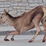 Προχωρά η εκταφή και ο επανενταφιασμός των 150 σορών θυμάτων Covid στην Καβάλα – Δεν ολοκληρώθηκε η αποσύνθεσή τους