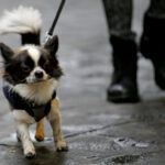 «Μην σχολιάζεις τις γαλλικές υποθέσεις»: Μετωπική Μακρόν-Μελόνι για τον θάνατο 23χρονου στη Λιόν