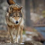 Πάτρα: «Πλημμύρισαν» οι δρόμοι με 50.000 καρναβαλιστές – Κορυφώνονται οι εκδηλώσεις