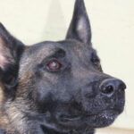 Τσικνοπέμπτη: Όσα πρέπει να ξέρετε για το σωστό ψήσιμο στο κρέας