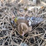 Κάλυμνος: Θανατηφόρο δυστύχημα για 60χρονο Τσέχο αναρριχητή – Έπεσε από ύψος 10 μέτρων