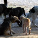 Κρίση στη Μέση Ανατολή: Ακυρώσεις πτήσεων στο «Ελευθέριος Βενιζέλος»