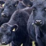 Από τον Απρίλιο αλλάζουν όλα στο gov.gr: Προστίθενται από ασφαλιστικές εισφορές έως εργασιακή εμπειρία και στρατολογική κατάσταση