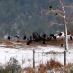 Ακαθάριστα οικόπεδα: Από 1η Απριλίου ο υποχρεωτικός καθαρισμός – Οι προθεσμίες, οι «παγίδες» στις δηλώσεις και τα «τσουχτερά» πρόστιμα