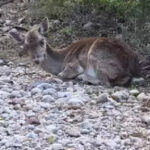 Επίδομα παιδιού: Ανοίγει την Τρίτη η πλατφόρμα Α21