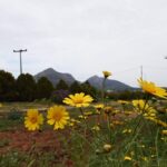 Πού βρίσκονται οι σημαντικότερες βάσεις του στρατού των ΗΠΑ στη Μέση Ανατολή