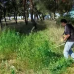 Συναγερμός στο δάσος της Δαδιάς – Άγνωστοι έριξαν δηλητηριασμένα δολώματα – Νεκροί μαυρόγυπες, κίνδυνος και για άλλα προστατευόμενα είδη