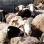 Τραγωδία στο Ναύπλιο: 46χρονος ορειβάτης πέθανε από τσίμπημα μέλισσας