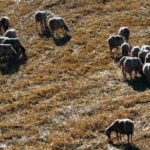 50+ χρόνια καινοτομίας στο Κεντρικό Νευρικό Σύστημα Newsroom