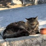 Πέθανε η διάσημη γάτα της Ακρόπολης – Η Λουκία που ήταν το σύμβολο του Αρχαίου Θεάτρου