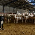 Καταδρομή Ισραηλινών εποίκων τη νύχτα εναντίον παλαιστινιακών χωριών στην κατεχόμενη Δυτική Όχθη