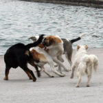 Φωτιά στη Σκιάθο, σε δασική έκταση στον Πλατανιά – Επιχείρησαν δύο Canadair